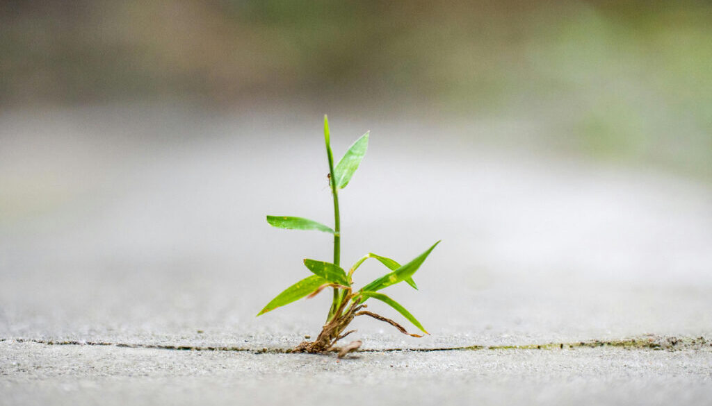 Green plant breaking through the gray concrete