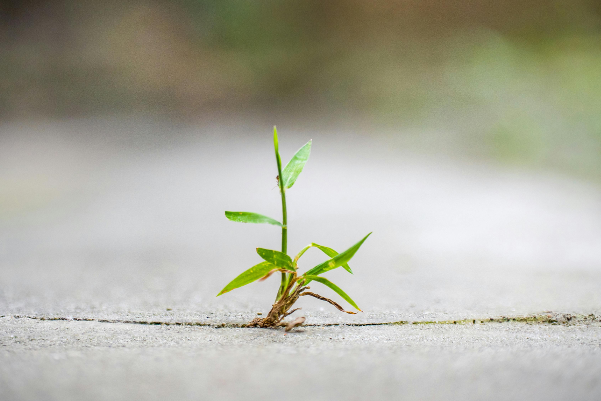 Green plant breaking through the gray concrete